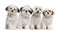 Group of Shih Tzu and Maltese puppy sitting