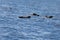 Group of short finned pilot whales, Globicephala macrorhynchus