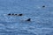 Group of short finned pilot whales, Globicephala macrorhynchus