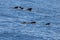 Group of short finned pilot whales, Globicephala macrorhynchus