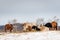 Group Shot of Longhorn Steers on Snow Covered Field