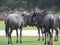 Group shot of wildebeest antelopes communicating in the middle of a greenfield