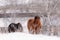 Group Of Siberian Horses On A Free Grazing In The Winter. Pretty Brown Steed With A Muzzle In Hoarfrost. Freezing Day In Altai Rep