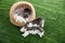 Group of siberian husky puppies sleeping