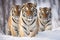 Group of Siberian tigers in wild winter nature