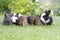 Group of six cuddly furry rabbit bunny lying down sleep together on green grass over natural background. Family baby rabbits