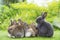 Group of six cuddly furry rabbit sitting and lying down sleep together on green grass over natural background. Easter newborn