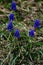 Group of Six Grape Hyacinth and Veronicas