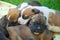 Group of sleeping boxer puppies