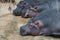 Group of sleeping hippos