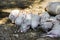 Group of sleeping piglets with the sow in a country farm