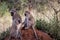 Group of small baboons siting on rock in South Africa