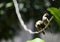 Group of small bird brown color wing and black mouth hanging electric white wire. animal wildlife in natural botanic garden with c