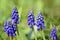 A group of small blue pearl hyacinths stands after the rain with drops of water on a green meadow in the spring sunshine