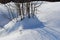 Group of small branches stick out from a small snow bank