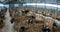 A group of small calves in cages on a dairy farm. Agricultural industry.