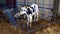 A group of small calves in cages on a dairy farm eating hay. Dairy farm.