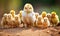 Group of Small Chickens Standing Closely Together