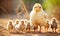 Group of Small Chickens Standing Together