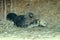 A group of small cute chicks walks in the henhouse. Close up of colorful few days old chickens with their mother in a chicken coop