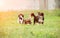 A group of small dogs are played on the grass. Selective focus o