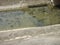 a group of small fish swimming in the flood control ditch