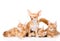 Group of small ginger maine coon cats with tiny chihuahua puppy. isolated
