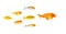 Group of Small goldfish and koi fish following the leader isolated on white background showing leader individuality success or