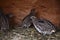 Group of small Japanese quails in a wooden cage on tha barnyard