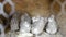 Group of small Japanese quails in a wooden cage on tha barnyard