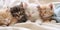 A group of small kittens sleeping on a bed. Generative AI image.