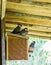 Group of small little exotic zebra finches sitting together on a birds house