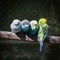 Group of small parakeets