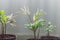 Group of small parlour palm plants in pots indoor next to the window