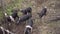 Group of small piglets in a grassy outdoor pen, slow motion, medium shot