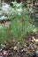 A Group of Small Pine Tree Saplings on the Forest Floor in Umstead State Park, North Carolina