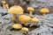 Group of small poisonous mushrooms