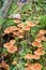 Group of small psilocybe mushrooms