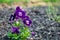 A Group of Small Purple Flowers Planted in Black Mulch