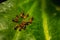 Group of small red ants / Fire ants eating on the leafs with selective focus. Macro close up a lot of fire ant or red ant on