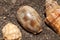 Group of small sea snails on seashore with dark volcanic sand. Seashells of different shapes. Oval conch shell, conical shell.