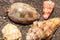 Group of small sea snails on seashore with dark volcanic sand. Seashells of different shapes. Oval conch shell, conical shell.
