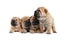 Group of small sharpei dog