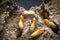 Group of the small termite on decaying timber. The termite on the ground is searching for food to feed the larvae in the cavity