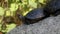 A group of small turtles sitting on a rock looking around there surroundings in a pond