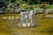 Group from small water fountains flowing in front beauty rockery