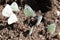 Group of Small White or Cabbage White Butterflies - Pieris rapae, Norfolk, England, UK