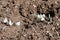 Group of Small White or Cabbage White Butterflies - Pieris rapae, Norfolk, England, UK