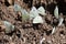 Group of Small White or Cabbage White Butterflies - Pieris rapae, Norfolk, England, UK