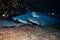 Group of small white tip sharks on the sea floor